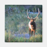 Alces de Bull Imanes
