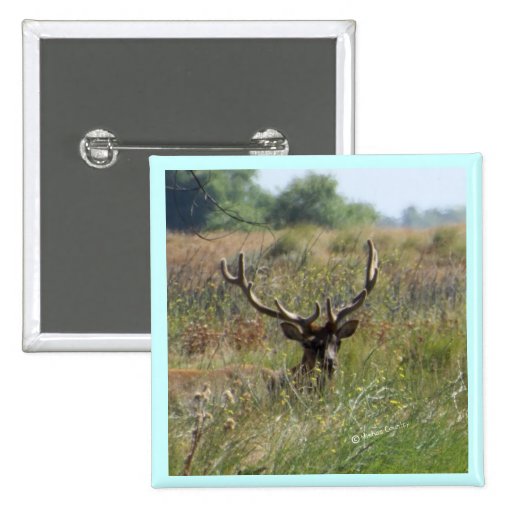Alces de Bull Pin