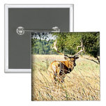 Alces de Bull Pins
