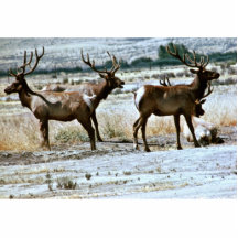 Alces de Tule Escultura Fotográfica
