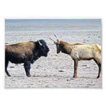 Alces del desafío contra búfalo arte con fotos