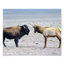Alces del desafío contra el búfalo 8x10 fotografías  