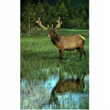 Alces en terciopelo escultura fotografica