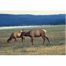 Alces Esculturas Fotográficas