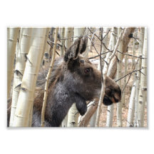 Alces evasivos foto