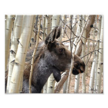 Alces evasivos fotografía  