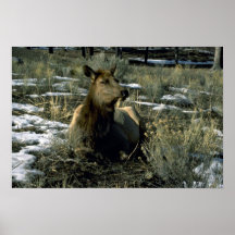Alces femeninos que descansan, invierno poster