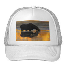 alces gorras