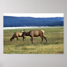 Alces Impresiones