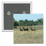 Alces jovenes de Bull Pin
