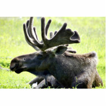 Alces jovenes escultura fotográfica