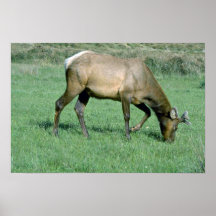 Alces jovenes impresiones
