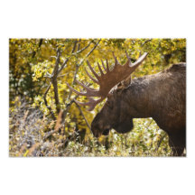 Alces orgullosos del toro fotografias