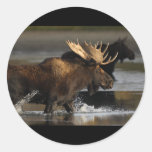 Alces Pegatinas