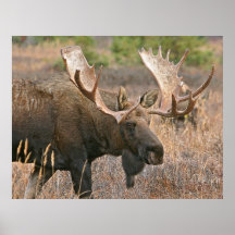 Alces Posters