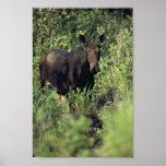 Alces Posters