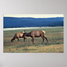 Alces Posters