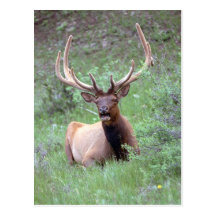 Alces Tarjeta Postal