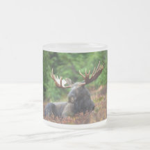 Alces Tazas