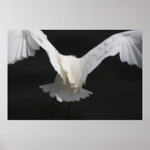 Aleta del Egret Posters