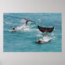 aleta que agita posters