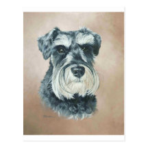 Alfie - schnauzer miniatura postales