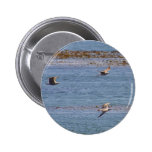 Alga marina de las gaviotas de los pájaros del océ pins