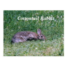 Algodón congelado, conejo de conejo de rabo blanco tarjeta postal
