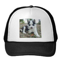 ¡Algunos de nuestros perritos asombrosos! Gorro