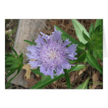 Alimenta el aster, laevis del Stokesia Tarjeton