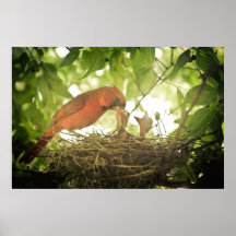 Alimentación de los cardenales poster