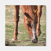 Alimentación del caballo iman de nevera