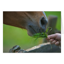 Alimentación del caballo tarjeta