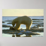 Alimentación del poster/del oso polar
