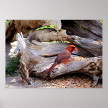 Alimentador del pájaro de McDiDi Poster