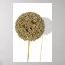 Allium secado impresiones