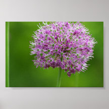 Allium sueño de flor impresiones