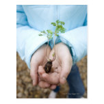 Almácigo de la planta postal
