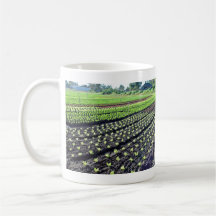Almácigos con poco crecimiento taza de café