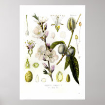 Almendra Impresiones