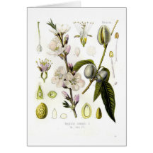 Almendra Tarjetas