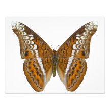 Almirante Butterfly Invitaciones Personales