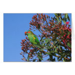 Almizcle Lorikeet Tarjetón