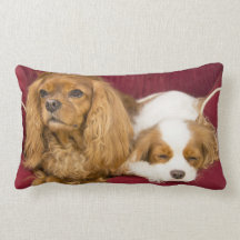 Almohada arrogante cansada de la madera de constru
