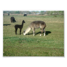 Alpaca de plata y Cria Arte Fotografico