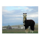 Alpaca del smoking tarjeta postal