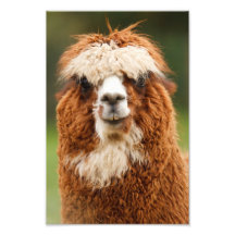 Alpaca Foto