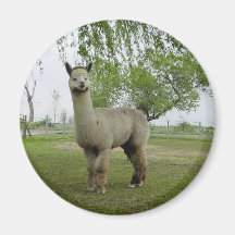 Alpaca gris color de rosa imanes  