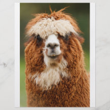 Alpaca Tarjetón