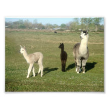 Alpaca y dos Cria Fotografias